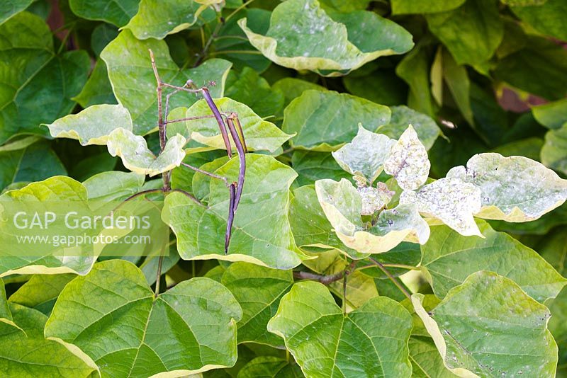 Mildew on Catalpa bignonioides - Indian Bean Tree. Mildew is either Erysiphe catalpae or Erysiphe elevata. Both mildews were previously known in the USA, but have recently been recorded in Europe.