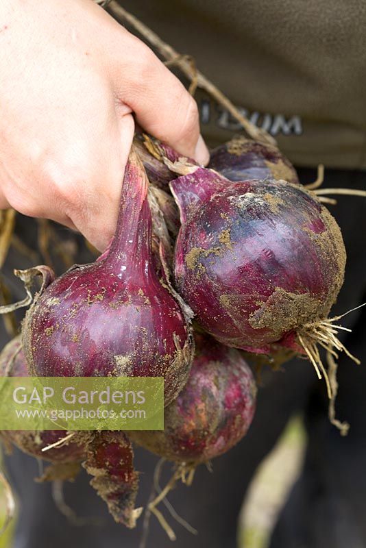 Harvesting Allium - Red Onions