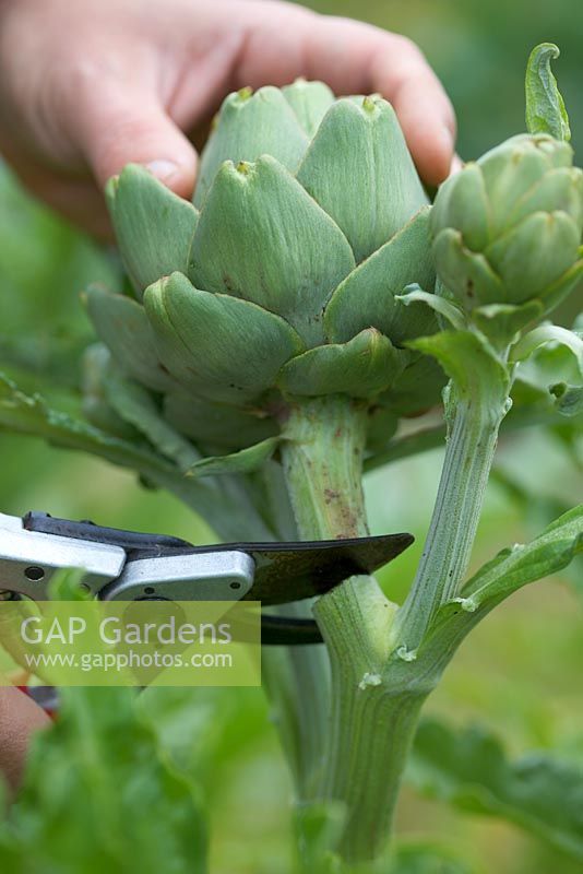 Harvesting Cynara cardunculus - Artichoke 
