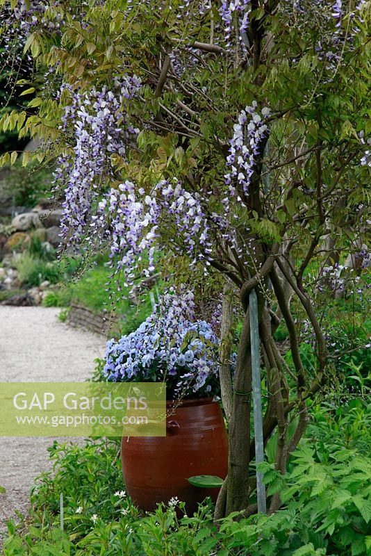 Wisteria in an aquatic botanic garden with 3 large natural ponds and some 50 artificial ponds 