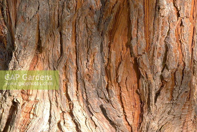 Bark of Calocedrus decurrens - Incense Cedar
