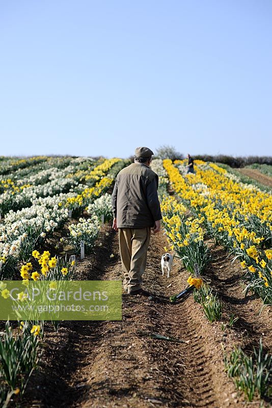 Ron Scamp working in the daffodil fields, Cornwall