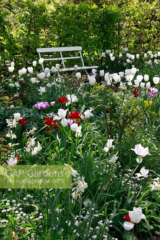White border in Spring show garden - Schloss Ippenburg, Germany
