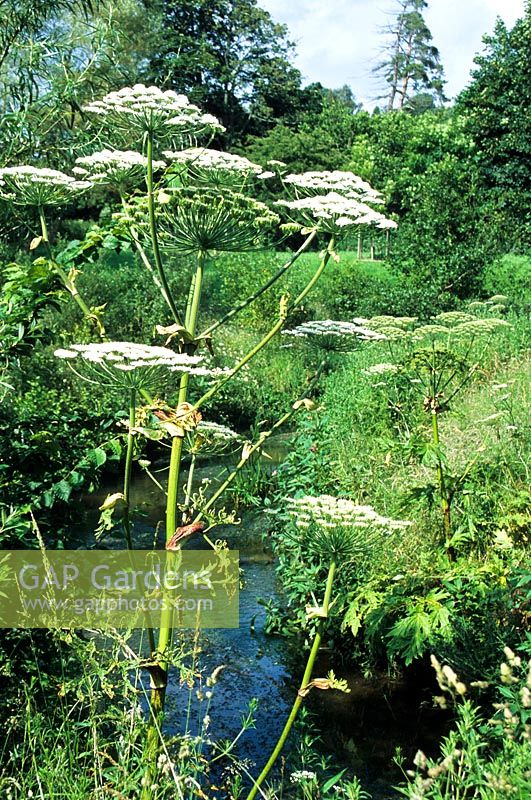 Heracleum mantegazzianum - Giant Hogweed growing by a river