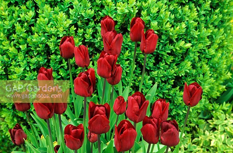 Tulipa praetens 'Fusilier'