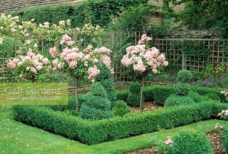 Formal topiary garden with Buxus and Rosa 'Ballerina' trained as standards - The Priory, Wiltshire