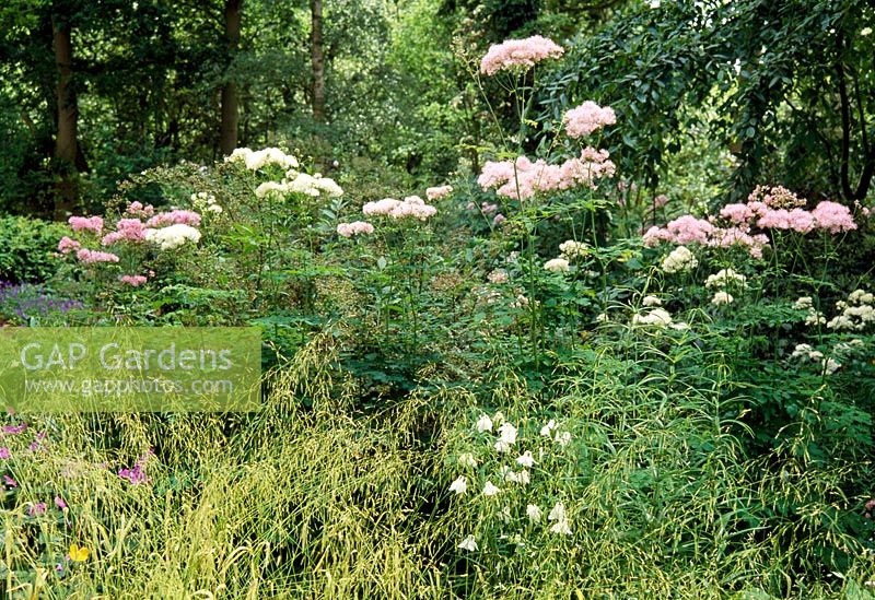 Millium effusum 'Aureum', Filipendula and Aquilegia in the woodland garden - Beth Chattos Garden, Essex