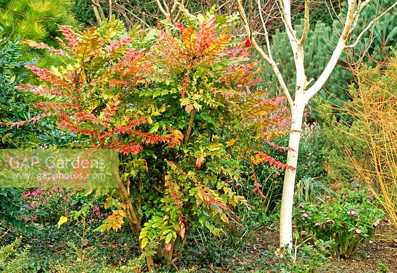 Mahonia x media 'Arthur Menzies' and Betula utilis var. jacquemontii 'Silver Shadow' - Winter Garden at RHS Rosemoor