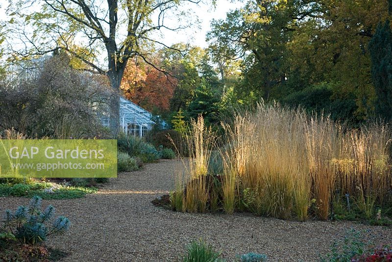 The Dry Garden with Molinia caerulea subsp. arundinacea in the foreground - The Savill Garden, Windsor Great Park