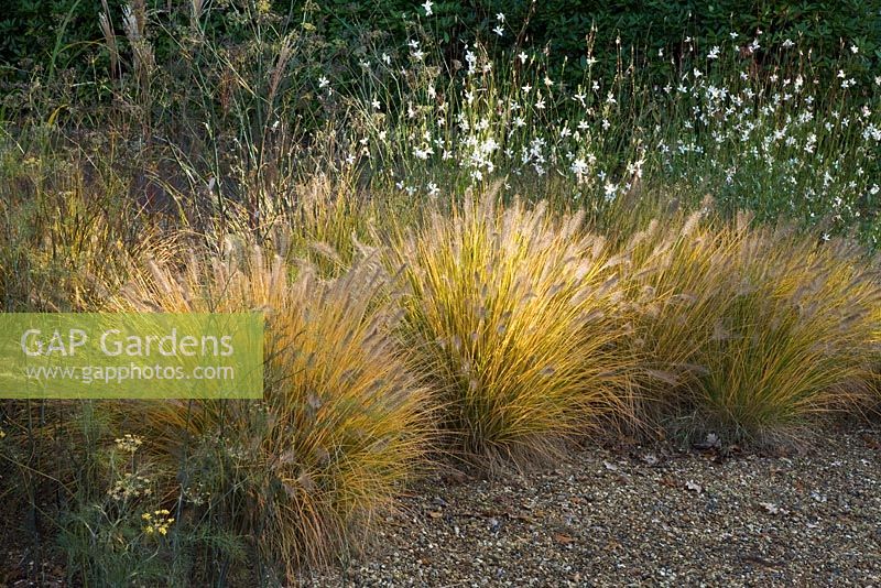Fluffy plumes of Pennisetum alopecuroides 'Hameln' with white flowers of Gaura lindheimeri 'Whirling butterflies' - The Dry Garden, The Savill Garden, Windsor Great Park