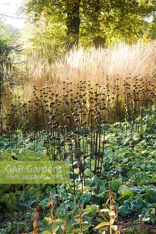 Seedheads of Phlomis russeliana with Calamagrostis x acutiflora 'Karl Foerster' in the background - The Dry Garden, The Savill Garden, Windsor Great Park