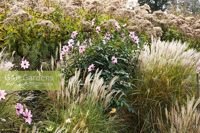 Dahlia 'Magenta Star', Miscanthus sinensis 'Kleine Silberspinne' and Eupatorium purpureum 'Atropurpureum' - The Savill Garden, Windsor Great Park