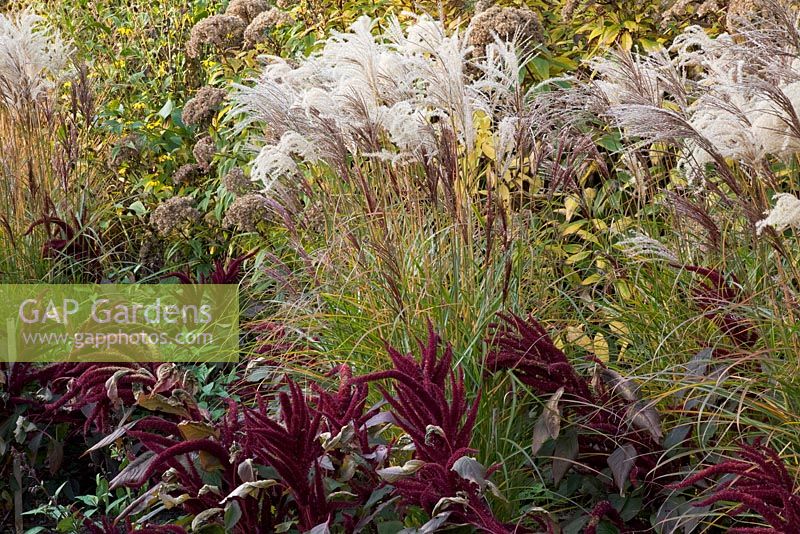 Autumn border with Miscanthus 'Ferner Osten' and dark purple Amaranthus 'Red Cardinal' - The Savill Garden, Windsor Great Park