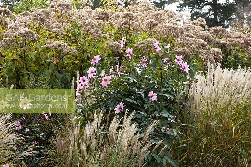 Autumn border with Dahlia 'Magenta Star', Miscanthus sinensis 'Kleine Silberspinne' and Eupatorium purpureum 'Atropurpureum' - The Savill Garden, Windsor Great Park