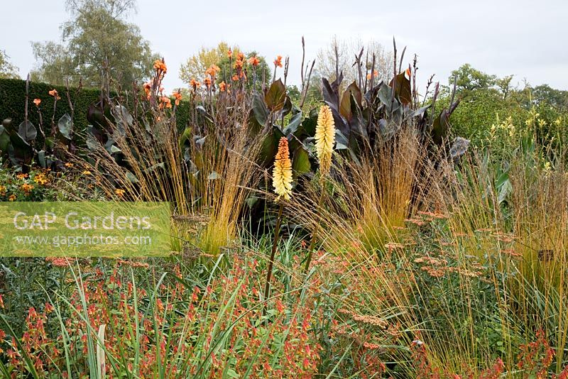Autumn border with Achillea millefolium 'Walther Funcke', Kniphofia 'Tawny King', Cuphea cyanea, Canna and Molinia caerulea 'heidebraut' - The Savill Garden, Windsor Great Park