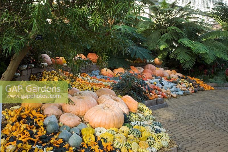 Pumpkins, squashes and gourds - The Temperate House, The Savill Garden, Windsor Great Park
