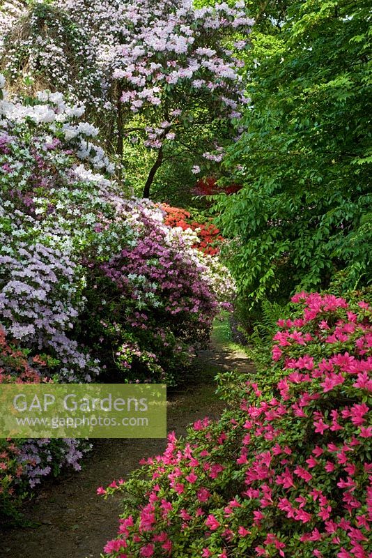 Flowering Rhododendron culitvars in Spring at The Savill Garden, Windsor Great Park