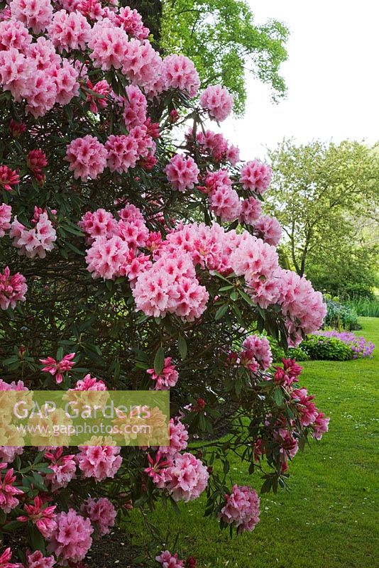 Rhododendron 'Hydon Dawn' - The Savill Garden, Windsor Great Park