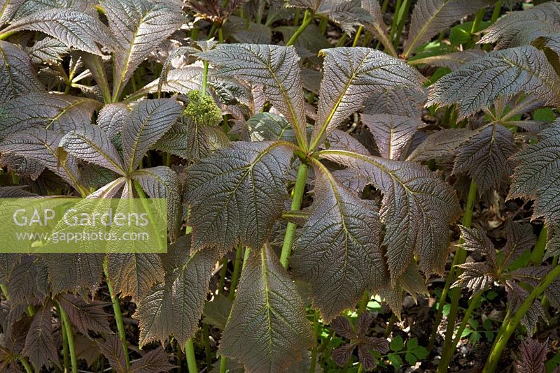 Young bronze leaves of Rodgersia podophylla 'Braunlaub' in Spring
