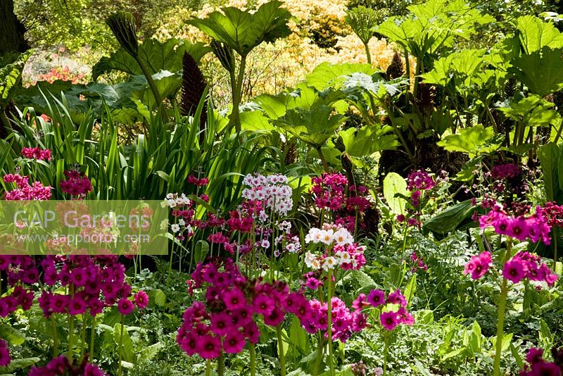 Woodland garden in Spring with Primula candelabra, Iris pseudacorus and Gunnera -  The Savill Garden, Windsor Great Park