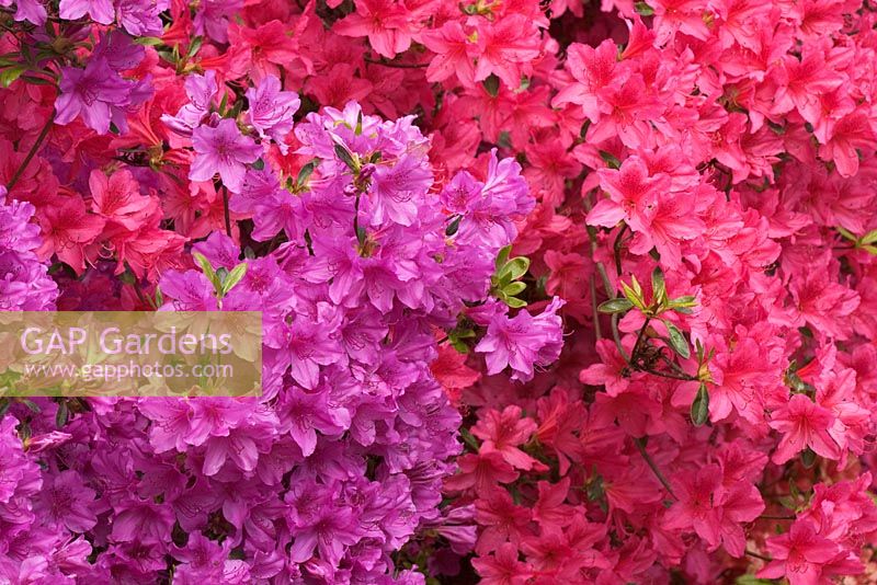 Colourful flowering Rhododendron cultivars in a woodland garden in Spring - The Savill Garden, Windsor Great Park
