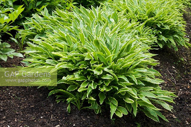 Variegated green and white foliage of Hosta 'Stiletto' in Spring - The Savill Garden, Windsor Great Park