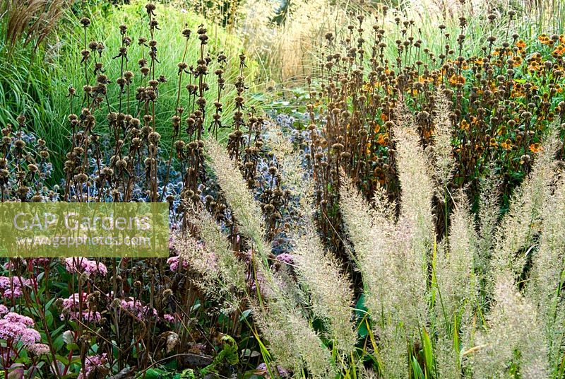 Fluffy flowerheads of Calamagrostis brachytricha mingle with Sedum telephium 'Matrona', with spent flowerheads of phlomis behind - Grass Garden, Hants