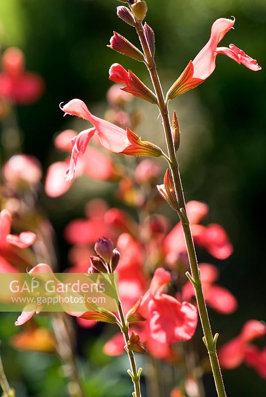Salvia greggii 'Peach' - Grass Garden, Hants
