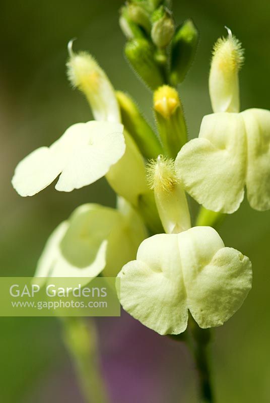 Salvia greggii 'Sungold' syn 'Devon Cream' - Grass Garden, Hants