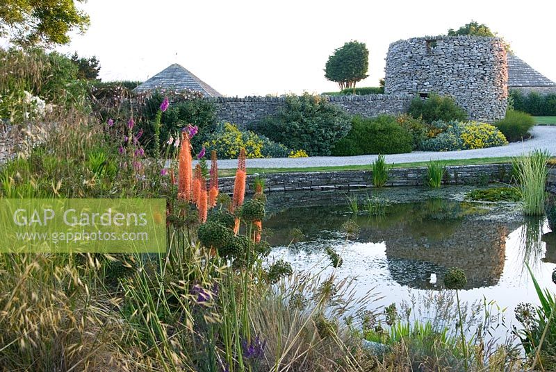 Farm pond surrounded by Digitalis, Allium seedheads and Eremurus x isabellinus 'Cleopatra' - Coastal Garden, Dorset
