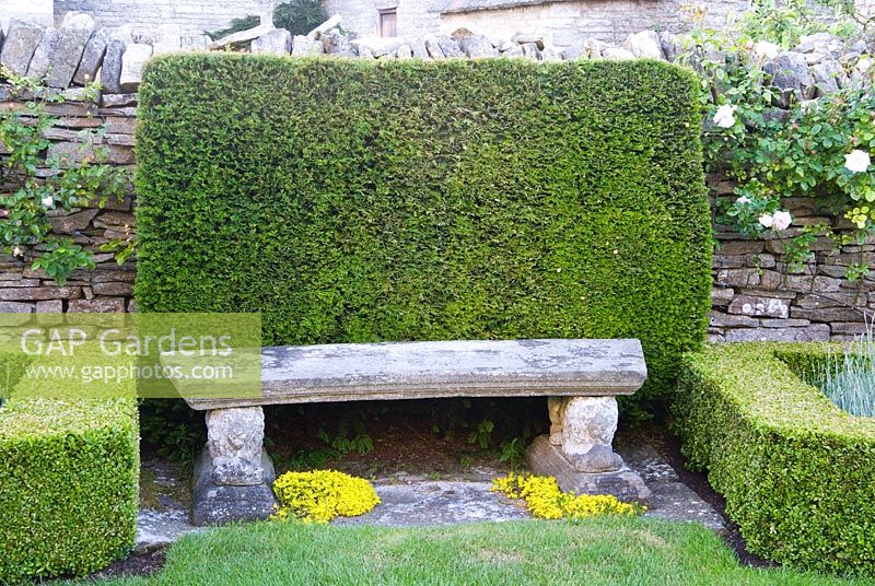 Cushion of clipped yew behind a stone bench in the box edged parterre garden - Coastal garden, Devon