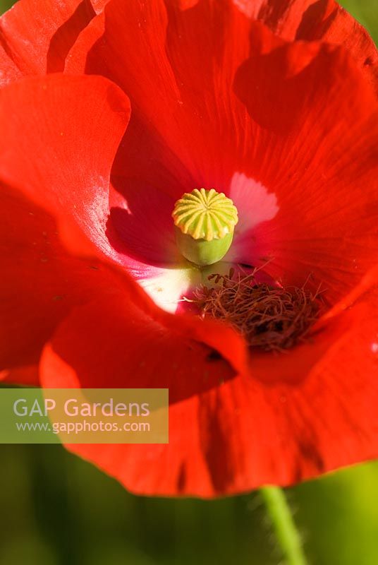 Papaver - Red Poppy at coastal garden, Devon 

