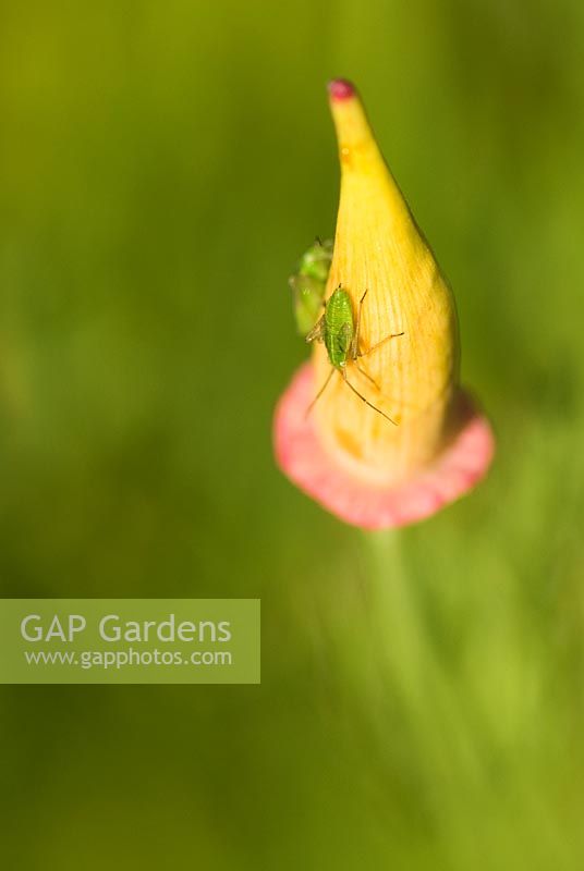Eschscholzia californica bud with insect - Coastal garden, Devon
