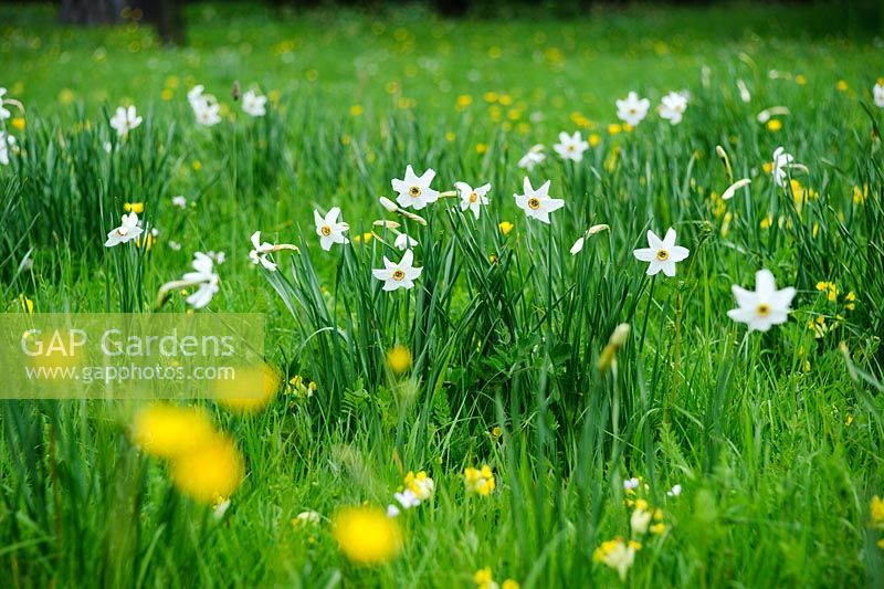 Narcissus poeticus var. recurvus naturalised in wildflower meadow.