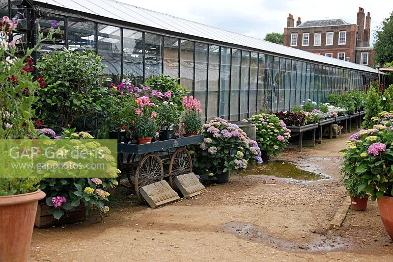 Plants for sale at Petersham Nurseries, Richmond, Surrey