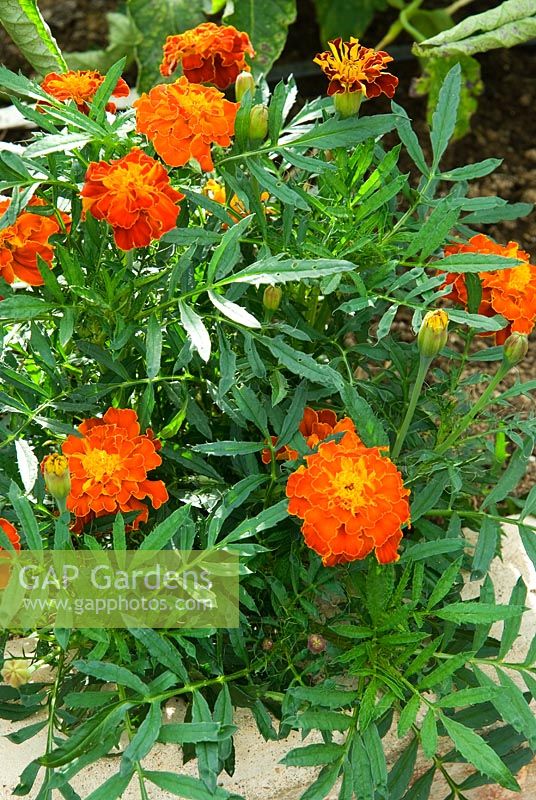 Tagetes - Marigolds grown in the tomato house to discourage greenfly and blackfly. Clovelly Court, Bideford, Devon, UK