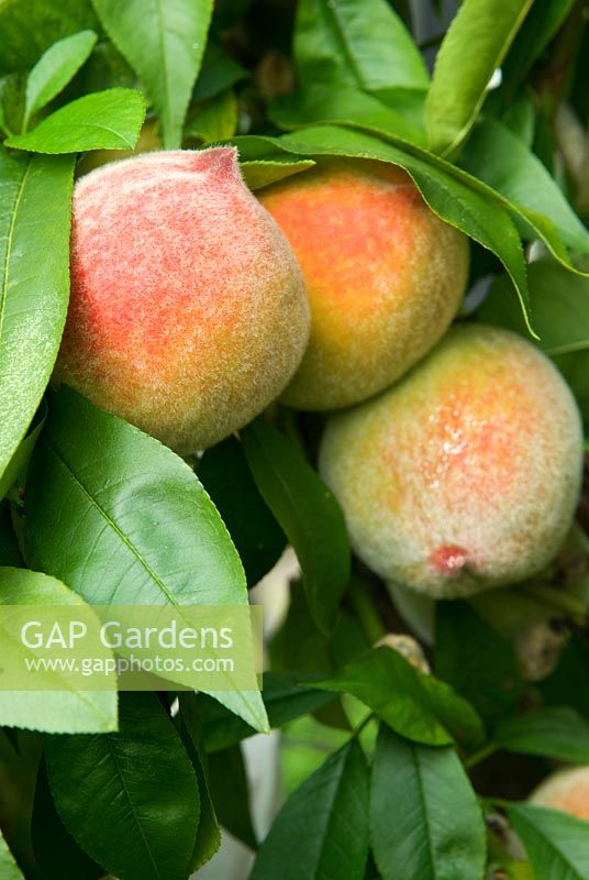 Prunus persica - Peach 'Rochester', AGM. Growing indoors, Clovelly Court, Bideford, Devon, UK