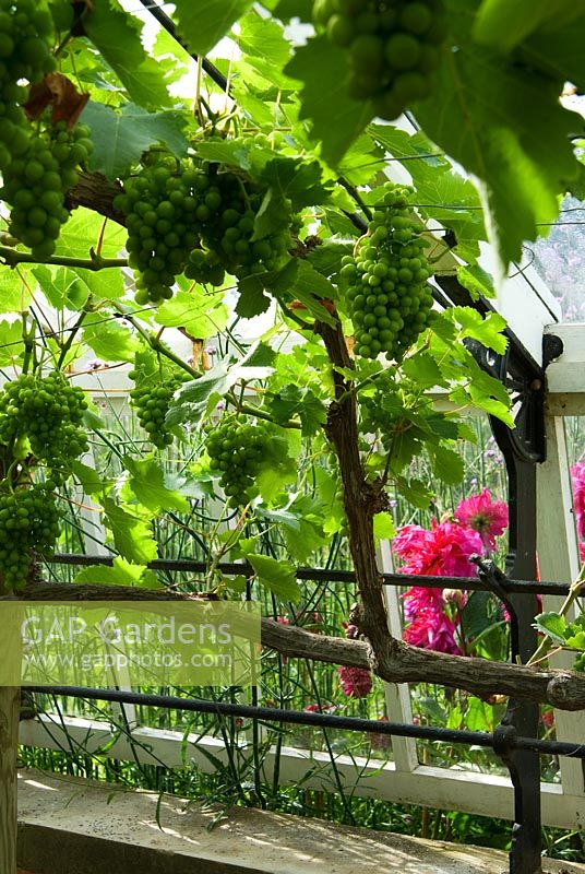 Vitis vinifera 'Schiava Grossa' syn. Grape 'Black Hamburgh'. Clovelly Court, Bideford, Devon, UK
 