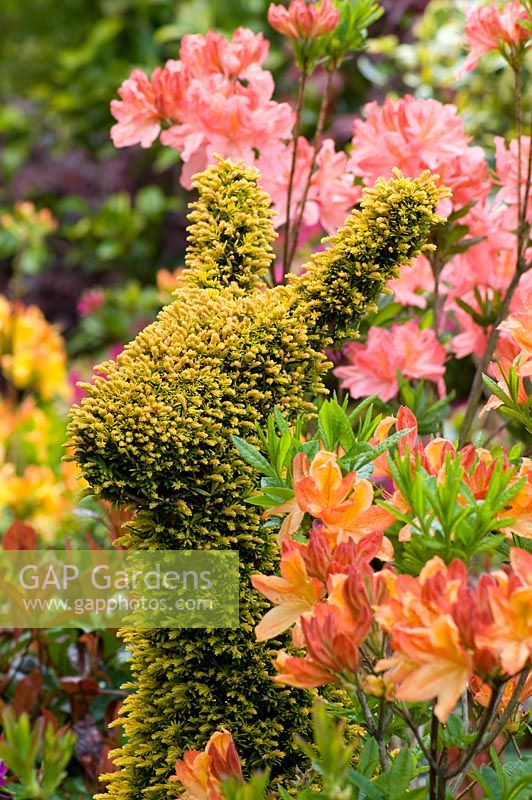 Topiary rabbit of Taxus baccata 'Aurea' - Golden Yew, backed by Azalea. Tony and Marie Newton, Walsall, UK 