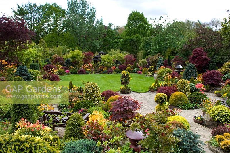 Oriental style garden with borders of Acers, Erysimum, Viola - Pansies, Azalea, Taxus - Yew topiary and Abies around lawn. Wooden bench on patio. Tony and Marie Newton, Walsall, UK 
 