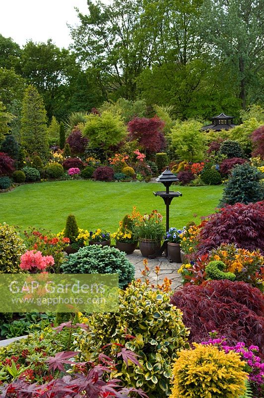 Oriental style garden with borders of Acers, Erysimum, Viola - Pansies, Abies, Azalea, Taxus - Yew and Ilex topiary around lawn.  Tony and Marie Newton, Walsall, UK 