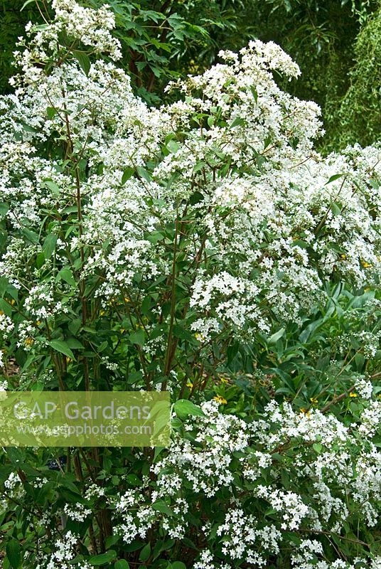 Deutzia setchuenensis subsp. corymbiflora, AGM. Sir Harold Hillier Gardens/Hampshire County Council, Romsey, Hants, UK