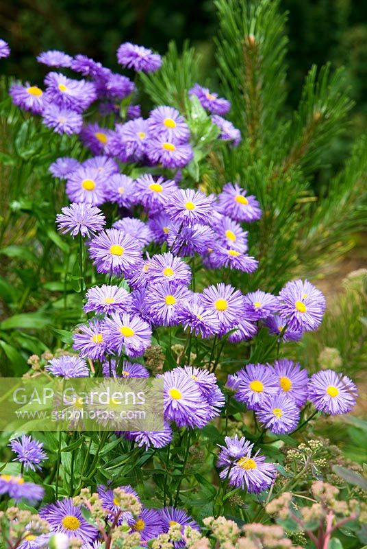 Erigeron 'Azure Beauty'. Sir Harold Hillier Gardens/Hampshire County Council, Romsey, Hants, UK