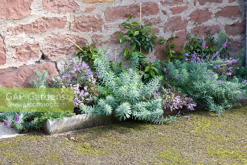 Border by south facing red sandstone wall with newly planted Trachelospermum jasminoides, underplanted with Hebe caledonia and Linaria purpurea at Church View, Appleby-in-Westmorland, Cumbria NGS