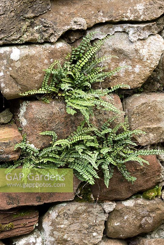 Asplenium trichomanes - Maidenhair Spleenwort colonising a stone wall