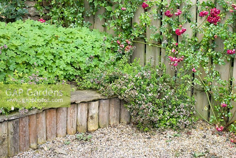 Rosa 'Crimson Shower' on wooden fence, Origanum vulgare 'Aureum' growing over stone seat and Geranium macrorrhizum forms ground cover in a raised border made with log rolls at Church View, Appleby-in-Westmorland, Cumbria NGS