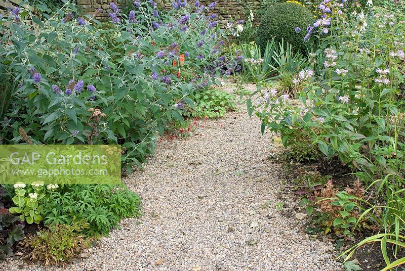 Gravel path with borders of Buddleia 'Lochinch', Monarda 'Sagittarius', Kniphofia 'Nancy's Red', clipped Lonicera nitida and Iris germanica 'Jane Phillips' at Church View, Appleby-in-Westmorland, Cumbria NGS