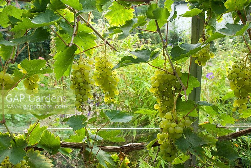 Vitis vinifera 'Vroegeivan der Laan' with grapes in greenhouse at Church View, Appleby-in-Westmorland, Cumbria NGS