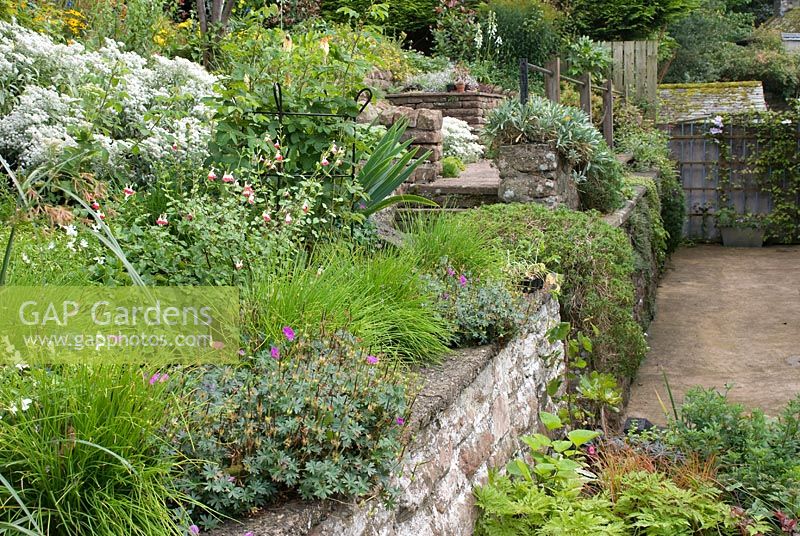 Terracing with red sandstone walls and steps with late summer borders in sloping back garden at Church View, Appleby-in-Westmorland, Cumbria NGS