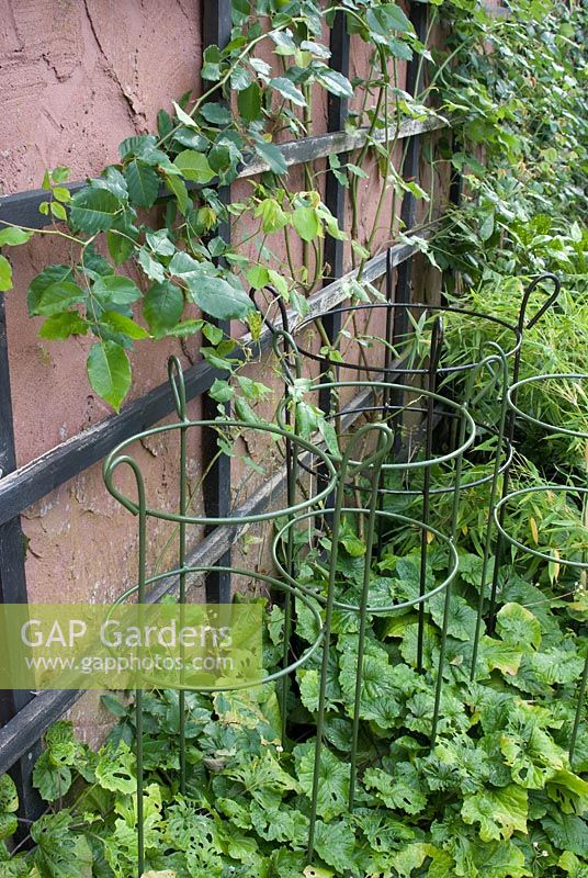 Metal plant supports made by English Country Gardens of Ravenstonedale with the foliage of Pachyphragma macrophyllum and Rosa 'Madame Alfred Carriere' on trellis at Church View, Appleby-in-Westmorland, Cumbria NGS